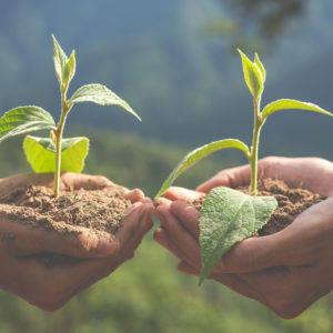 Corso di Florovivaismo: impariamo a prenderci cura del verde